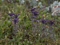 Bartsia alpina 12, Saxifraga-Peter Stein