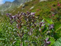 Bartsia alpina 13, Saxifraga-Ed Stikvoort