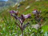 Bartsia alpina 14, Saxifraga-Ed Stikvoort
