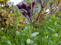 Bartsia alpina 16, Saxifraga-Ed Stikvoort