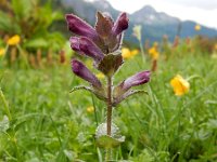 Bartsia alpina 17, Saxifraga-Ed Stikvoort