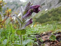 Bartsia alpina 18, Saxifraga-Ed Stikvoort