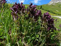 Bartsia alpina 19, Saxifraga-Ed Stikvoort