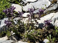 Bartsia alpina 8, Saxifraga-Willem van Kruijsbergen