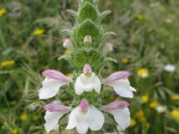 Bartsia trixago 10, Saxifraga-Kees Laarhoven : voorjaar 2010