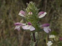Bartsia trixago 11, Saxifraga-Willem van Kruijsbergen