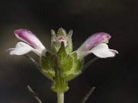 Bartsia trixago 13, Saxifraga-Willem van Kruijsbergen