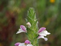 Bartsia trixago 14, Saxifraga-Jeroen Willemsen