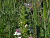 Bartsia trixago 15, Saxifraga-Jeroen Willemsen