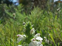 Bartsia trixago 16, Saxifraga-Jeroen Willemsen