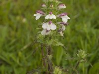 Bartsia trixago 18, Saxifraga-Jan van der Straaten
