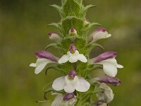 Bartsia trixago 19, Saxifraga-Jan van der Straaten