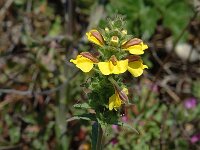 Bartsia trixago 2, Saxifraga-Jan van der Straaten