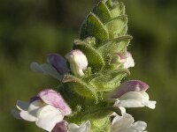 Bartsia trixago 21, Saxifraga-Jan van der Straaten