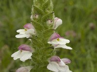 Bartsia trixago 22, Saxifraga-Willem van Kruijsbergen