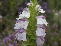 Bartsia trixago 26, Saxifraga-Willem van Kruijsbergen