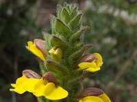 Bartsia trixago 27, Saxifraga-Willem van Kruijsbergen