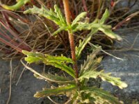 Bartsia trixago 29, Saxifraga-Rutger Barendse