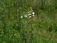 Bartsia trixago 3, Saxifraga-Dirk Hilbers