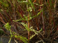 Bartsia trixago 31, Saxifraga-Rutger Barendse