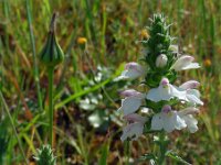 Bartsia trixago 32, Saxifraga-Ed Stikvoort