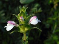 Bartsia trixago 36, Saxifraga-Ed Stikvoort