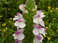 Bartsia trixago 38, Saxifraga-Harry Jans