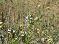 Bartsia trixago 43, Saxifraga-Michiel Drok