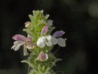 Bartsia trixago 5, Saxifraga-Jan van der Straaten