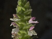 Bartsia trixago 6, Saxifraga-Jan van der Straaten