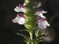 Bartsia trixago 7, Saxifraga-Jan van der Straaten