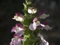 Bartsia trixago 8, Saxifraga-Jan van der Straaten