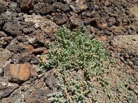 Bassia tomentosa 2, Saxifraga-Hans Grotenhuis