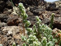 Bassia tomentosa 3, Saxifraga-Hans Grotenhuis