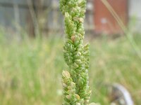 Beckmannia syzigachne 2, Zompgras, Saxifraga-Rutger Barendse