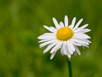 Beautiful daisy flower in the field  Beautiful daisy flower in the field with green background : Netherlands, aromatherapy, atmosphere, background, blur, blurred, close up, copy space, dairy, daisy, dutch, environment, field, flora, flower, glow, grass, green, happiness, happy, hippie, landscape, lawn, macro, mood, natural, nature, nobody, plant, prosperity, scene, spring, springtime, summer, white, yellow