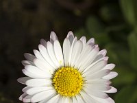 Madeliefje  Close-up of Daisy (Bellis perennis) : flower, flowers, plant, plants, flora, floral, nature, natural, yellow, white, spring, springtime