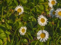Bellis perennis 38, Madeliefje, Saxifraga-Jan van der Straaten