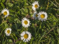 Bellis perennis 39, Madeliefje, Saxifraga-Jan van der Straaten