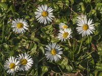 Bellis perennis 41, Madeliefje, Saxifraga-Jan van der Straaten