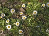 Bellis perennis 45, Madeliefje, Saxifraga-Jan van der Straaten