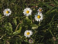 Bellis perennis 47, Madeliefje, Saxifraga-Jan van der Straaten
