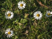 Bellis perennis 49, Madeliefje, Saxifraga-Jan van der Straaten
