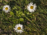 Bellis perennis 50, Madeliefje, Saxifraga-Jan van der Straaten