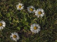 Bellis perennis 53, Madeliefje, Saxifraga-Jan van der Straaten
