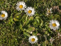 Bellis perennis 55, Madeliefje, Saxifraga-Jan van der Straaten