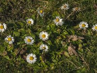 Bellis perennis 57, Madeliefje, Saxifraga-Jan van der Straaten