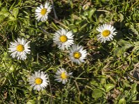 Bellis perennis 65, Madeliefje, Saxifraga-Jan van der Straaten