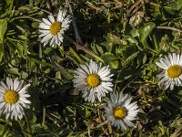 Bellis perennis 66, Madeliefje, Saxifraga-Jan van der Straaten