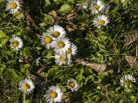 Bellis perennis 78, Madeliefje, Saxifraga-Jan van der Straaten